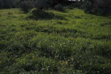 Land Sale - Glyka Nera, Athens- Eastern Suburbs