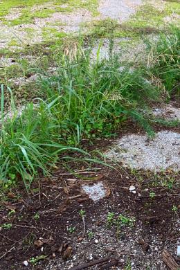 Land Sale - Gerakas, Athens- Eastern Suburbs