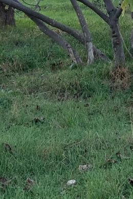 ΠΑΙΑΝΙΑ, ΟΙΚΟΠΕΔΟ, ΠΩΛΗΣΗ, 400 τ.μ