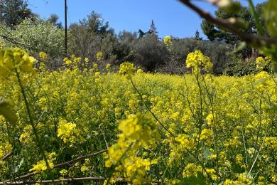 Land Sale - Kantza, Athens- Eastern Suburbs