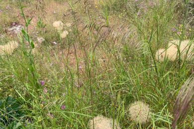 Land Sale - Agia Paraskevi, Athens - Northern Suburbs