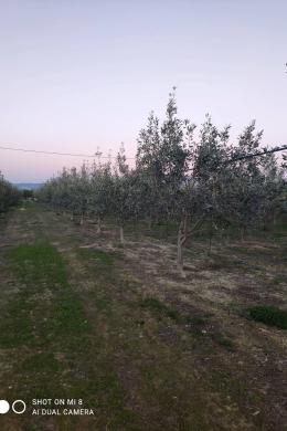 Land Lot Sale - Korinthos, Peloponnese