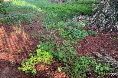 участок Покупка - Gerakas, Афины- восточные пригороды