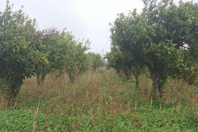 Land Lot Sale - Korinthos, Peloponnese