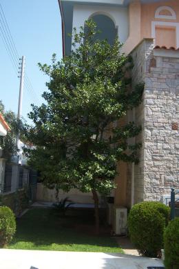 Βάρη, Μεζονέτα, Ενοικίαση, 250 τ.μ