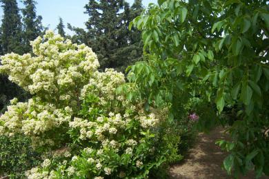 Detached House Sale - Pallini, Athens- Eastern Suburbs