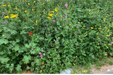 Land Sale - Gerakas, Athens- Eastern Suburbs